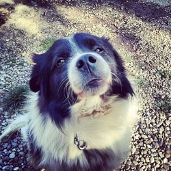 Portrait of a dog