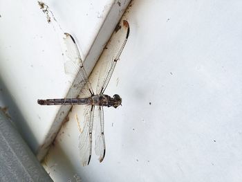 High angle view of insect on wall