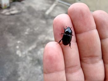 Close-up of beetle on human hand