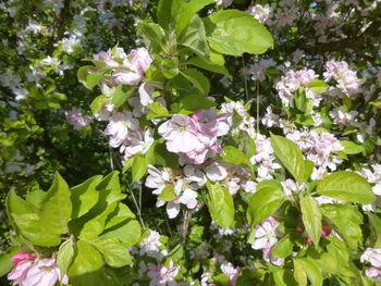 Close-up of flowers