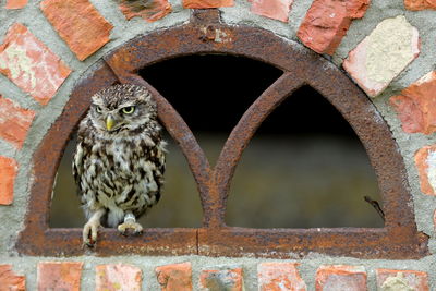 Close-up of bird