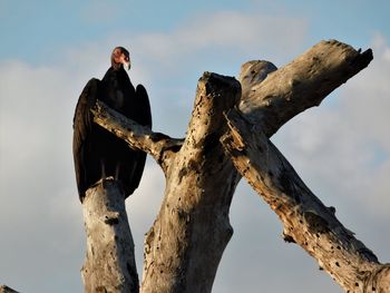 Low angle view of man sitting against sky