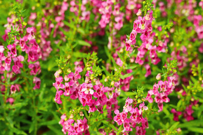 Close-up of pink flowering plants