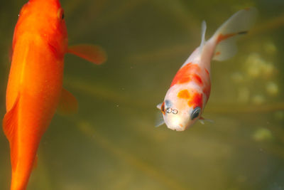 Close-up of fish swimming in sea