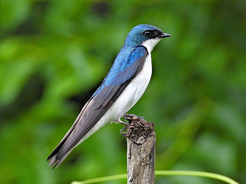 Close-up of bird perching on wooden post