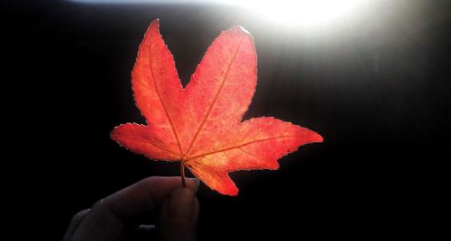 Close-up of hand holding maple leaves during autumn