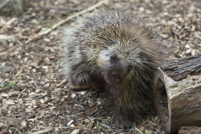 High angle view of an animal on land