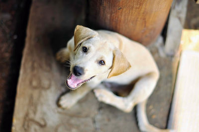 Close-up portrait of a dog