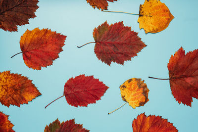 Low angle view of tree against sky