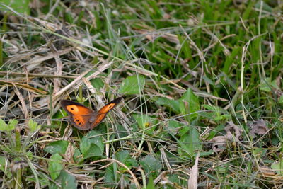 Close-up of insect perching on grass