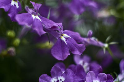 Close-up of purple flowering plant