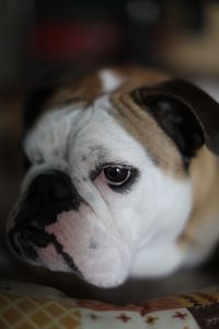Close-up of a dog looking away