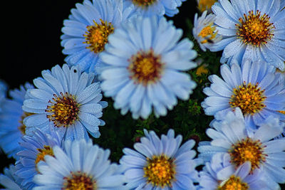 Close-up of white daisy flowers