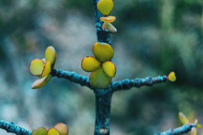 Close-up of fruit on plant