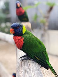 Close-up of parrot perching on wooden post