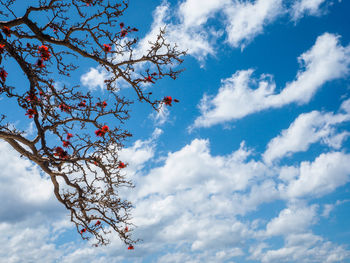 Low angle view of tree against cloudy sky