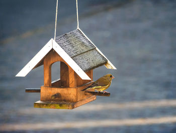 Close-up of birdhouse hanging