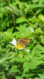 Butterfly pollinating on flower