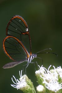 Close-up of butterfly on flower