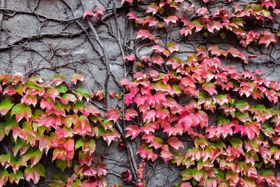 Pink flowers on tree