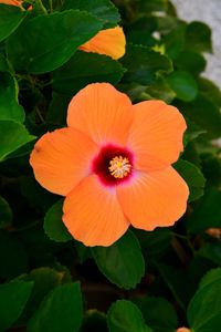 Close-up of orange flower blooming outdoors
