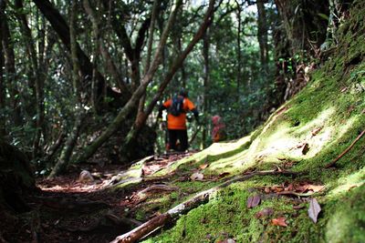 Rear view of people walking in forest