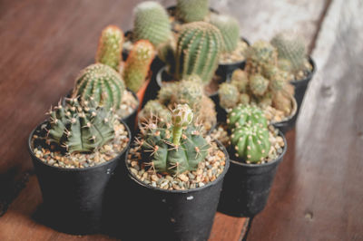 High angle view of potted plants