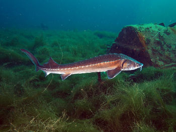 Sturgeon fish swimming under water in freshwater lake