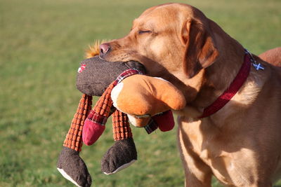 Close-up of a dog