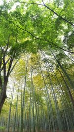 Low angle view of trees