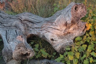 Close-up of tree trunk