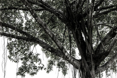 Low angle view of trees in forest against sky