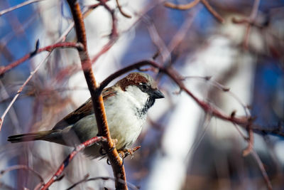 Close-up of bird perching on branch