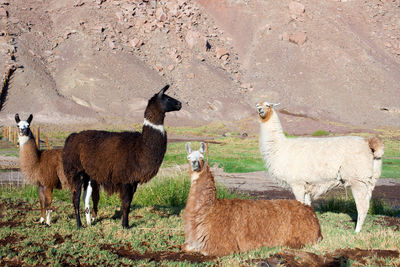 Alpacas at the taira community in the atacama desert, chile