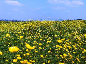 Yellow flowering plants on field against sky