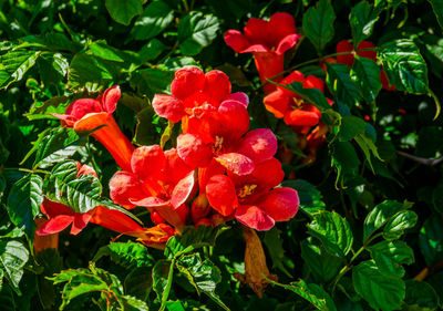 Close-up of red flowering plants