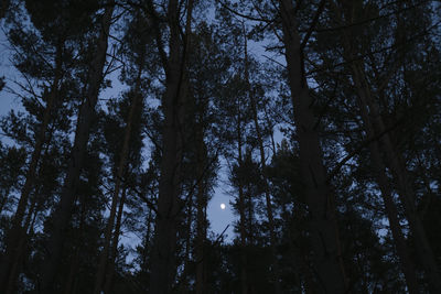 Low angle view of trees in forest