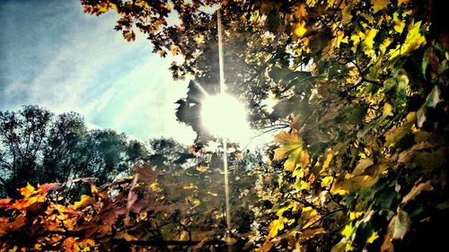 Sun shining through trees in forest