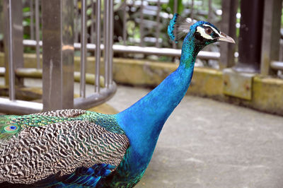 Close-up of peacock