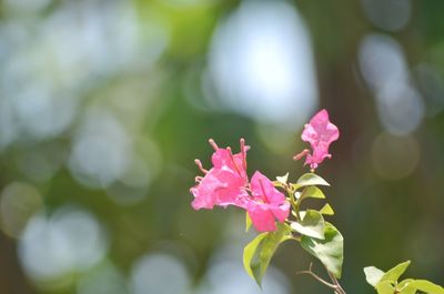 Close-up of pink flowering plant