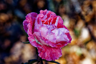 Close-up of red rose