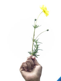 Close-up of hand holding plant against white background