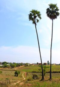 Trees on grassy field