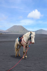 Horse cart on road against sky