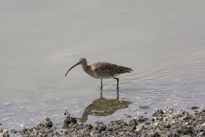 Bird perching on rock in lake