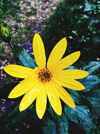 Close-up of yellow flower