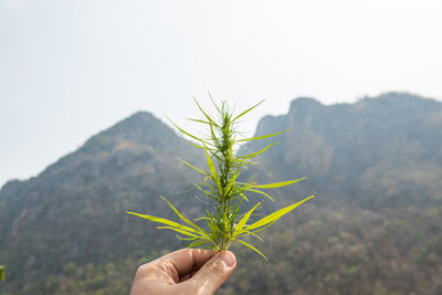 Person holding plant