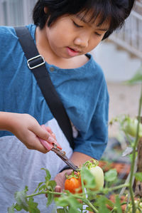 A boy picking a tomato in the homegrown garden