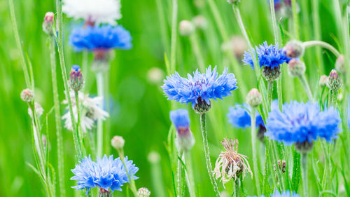 Close-up of purple flowering plants on field