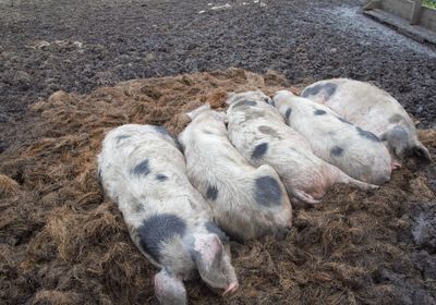 High angle view of sheep sleeping in farm